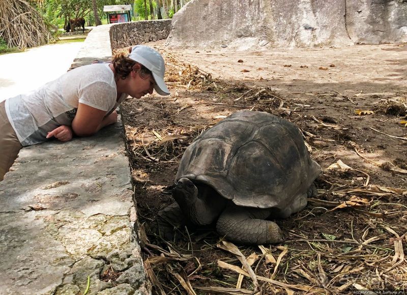 Сейшельские гигантские черепахи на ферме на Ла Диге 