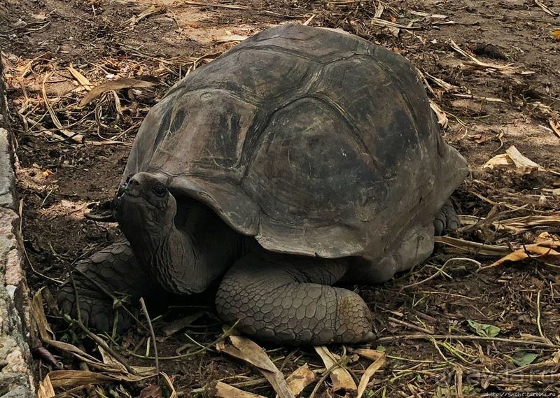 Сейшельские гигантские черепахи на ферме на Ла Диге 