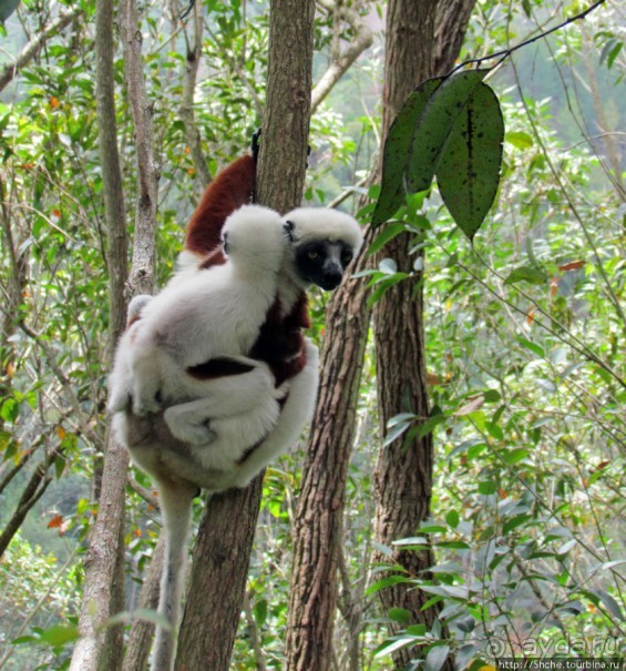 Семейка красавчиков-непосед сифаков в заповеднике Peyrieras