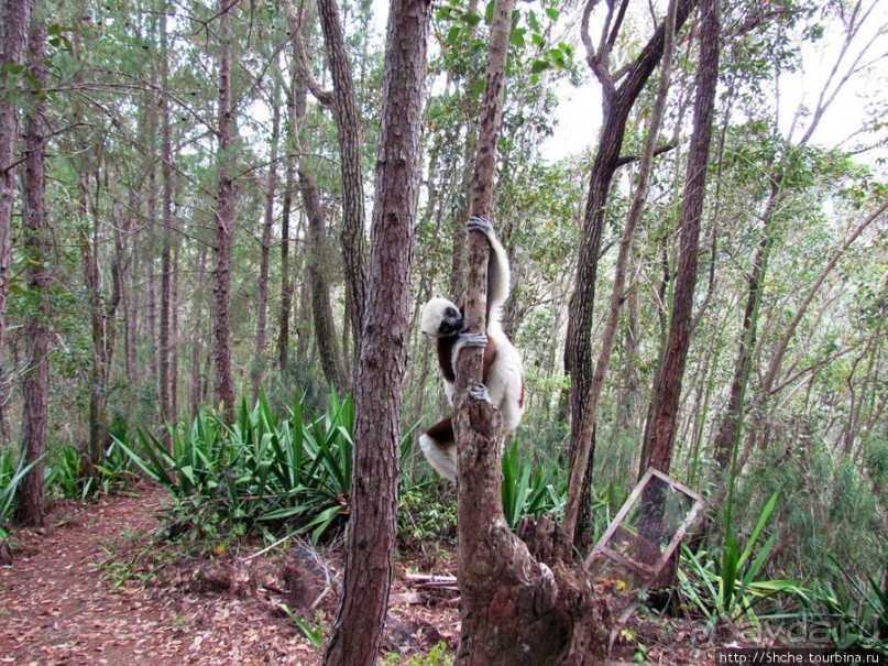 Семейка красавчиков-непосед сифаков в заповеднике Peyrieras