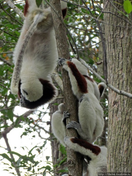Семейка красавчиков-непосед сифаков в заповеднике Peyrieras