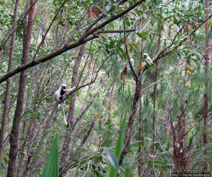 Семейка красавчиков-непосед сифаков в заповеднике Peyrieras