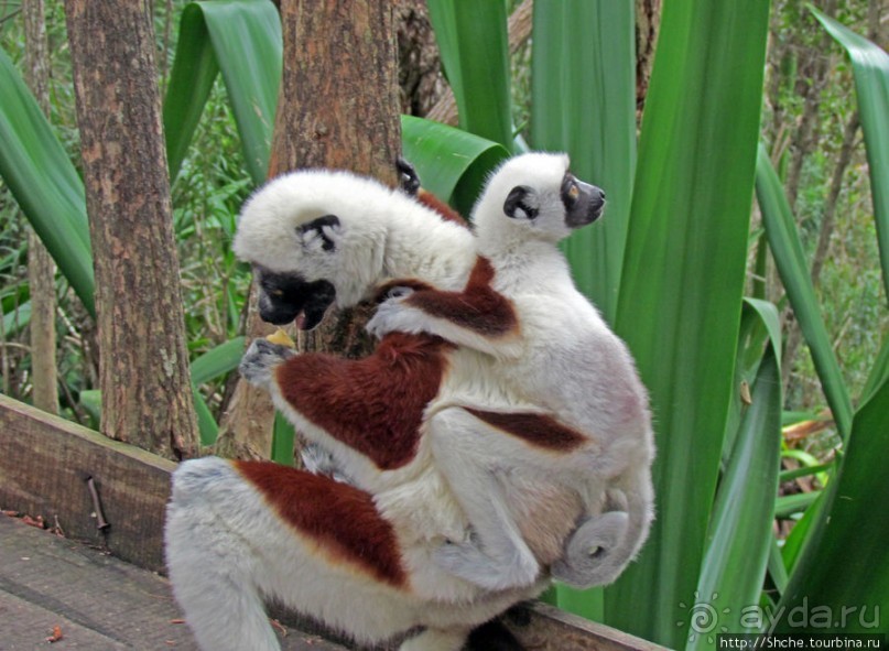 Семейка красавчиков-непосед сифаков в заповеднике Peyrieras