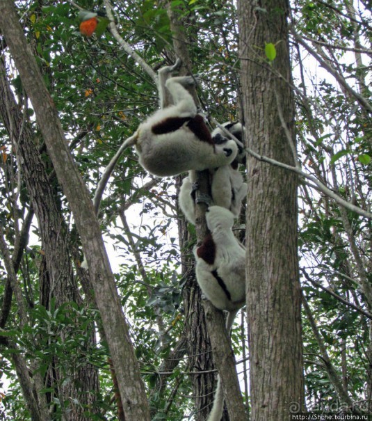 Семейка красавчиков-непосед сифаков в заповеднике Peyrieras
