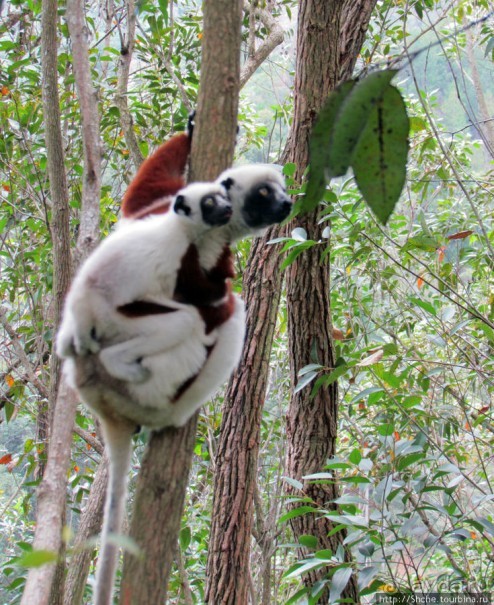 Семейка красавчиков-непосед сифаков в заповеднике Peyrieras