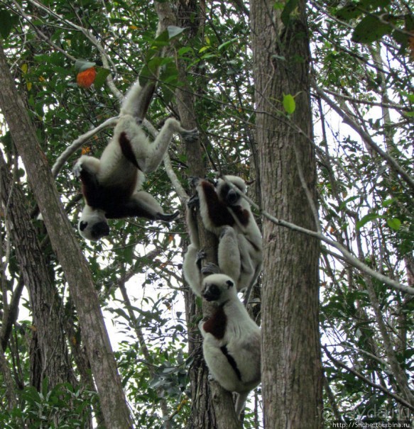 Семейка красавчиков-непосед сифаков в заповеднике Peyrieras