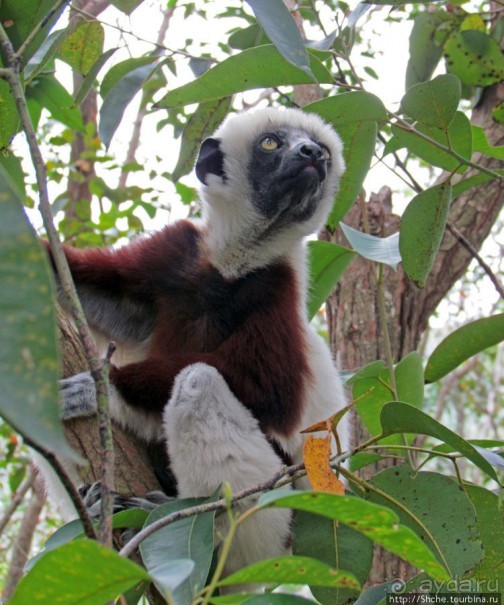 Семейка красавчиков-непосед сифаков в заповеднике Peyrieras