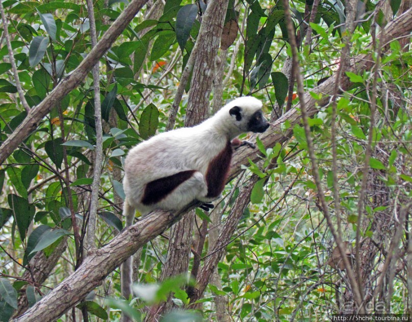 Семейка красавчиков-непосед сифаков в заповеднике Peyrieras