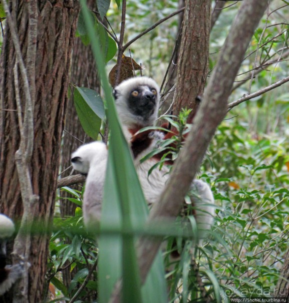 Семейка красавчиков-непосед сифаков в заповеднике Peyrieras