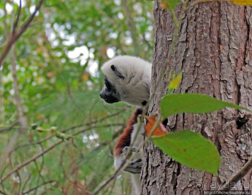 Семейка красавчиков-непосед сифаков в заповеднике Peyrieras