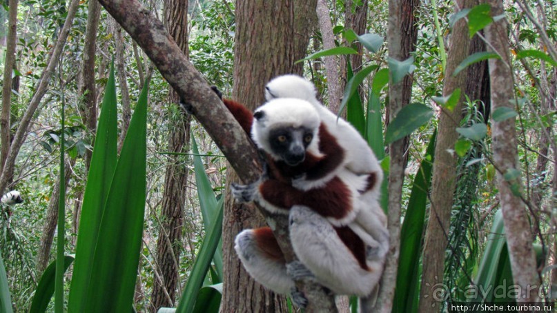 Семейка красавчиков-непосед сифаков в заповеднике Peyrieras