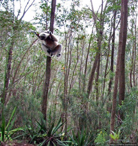 Семейка красавчиков-непосед сифаков в заповеднике Peyrieras