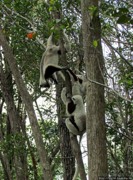 Семейка красавчиков-непосед сифаков в заповеднике Peyrieras