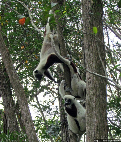Семейка красавчиков-непосед сифаков в заповеднике Peyrieras