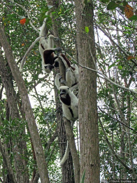 Семейка красавчиков-непосед сифаков в заповеднике Peyrieras
