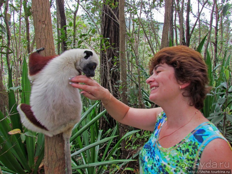 Семейка красавчиков-непосед сифаков в заповеднике Peyrieras