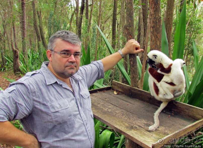 Семейка красавчиков-непосед сифаков в заповеднике Peyrieras
