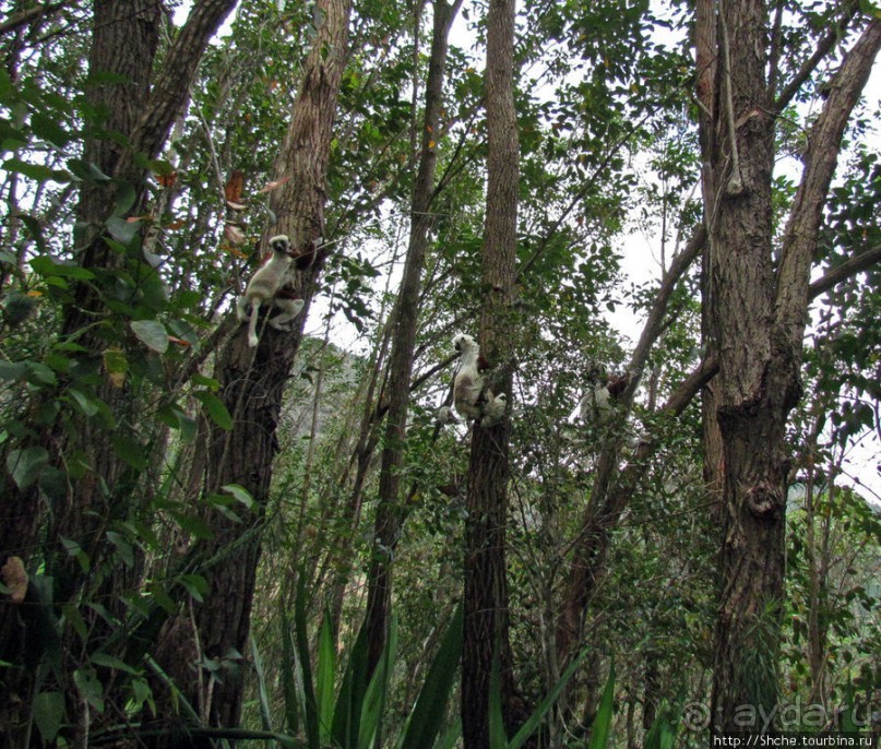 Семейка красавчиков-непосед сифаков в заповеднике Peyrieras