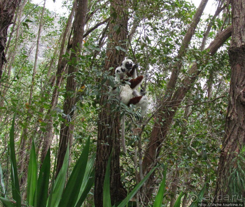 Семейка красавчиков-непосед сифаков в заповеднике Peyrieras