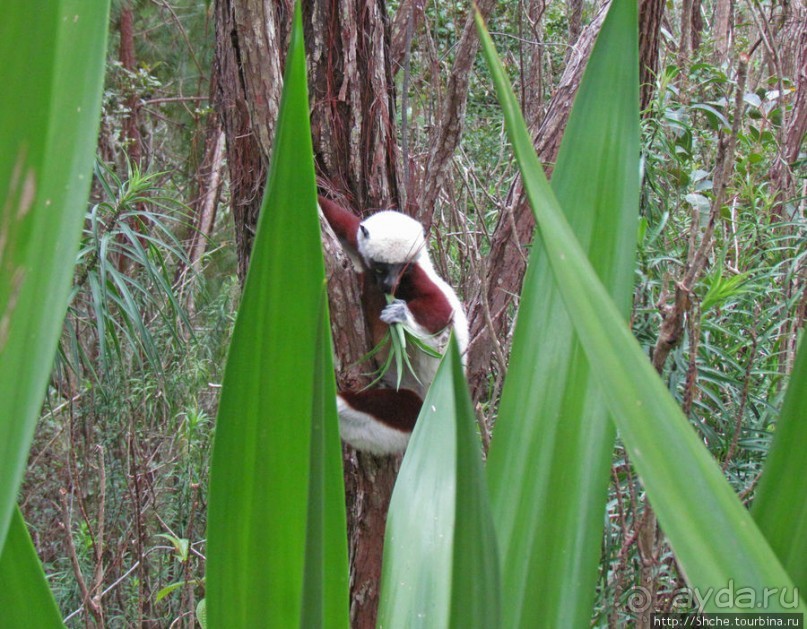 Семейка красавчиков-непосед сифаков в заповеднике Peyrieras