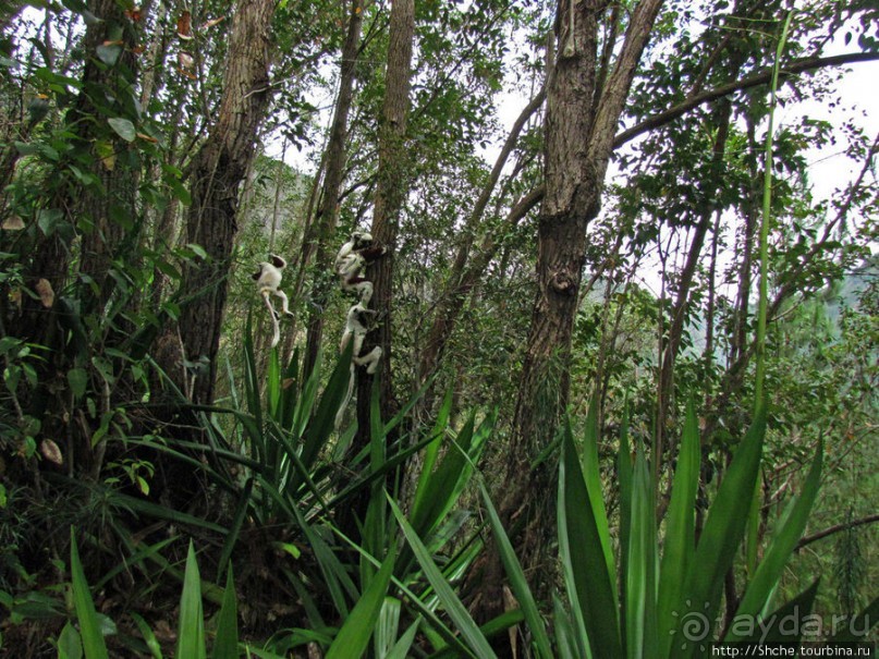 Семейка красавчиков-непосед сифаков в заповеднике Peyrieras