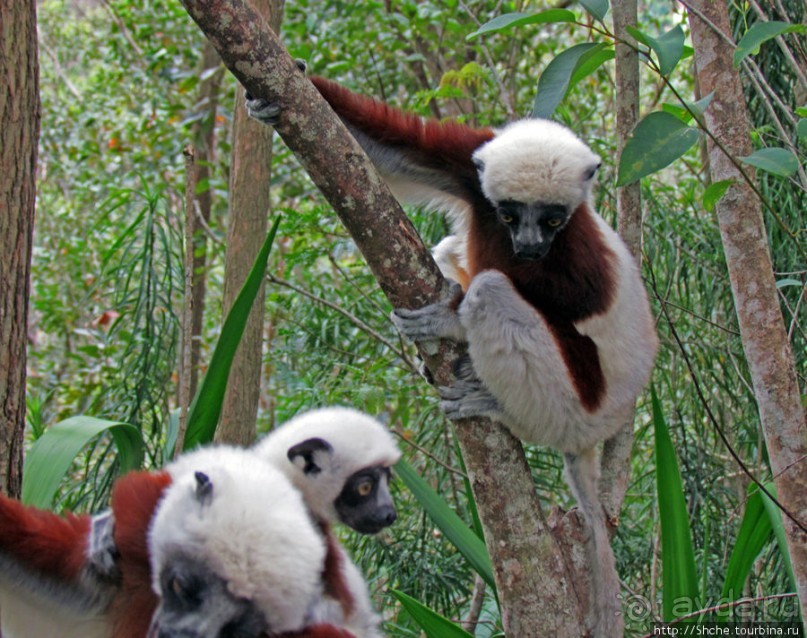 Семейка красавчиков-непосед сифаков в заповеднике Peyrieras