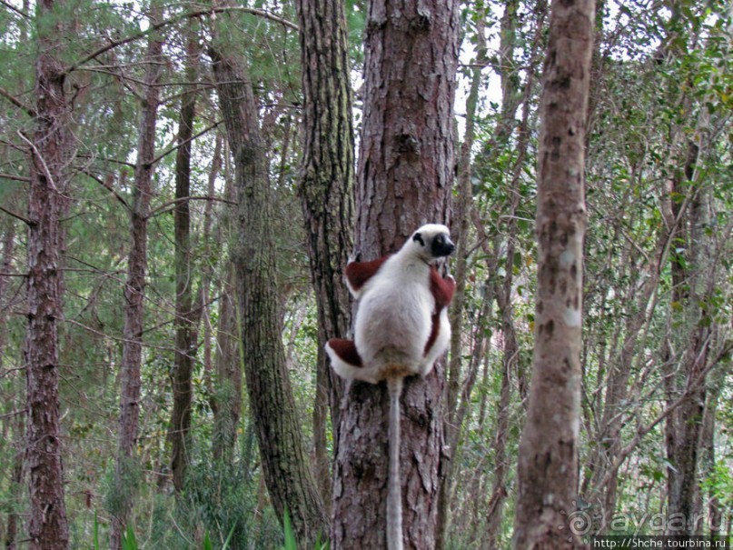 Семейка красавчиков-непосед сифаков в заповеднике Peyrieras