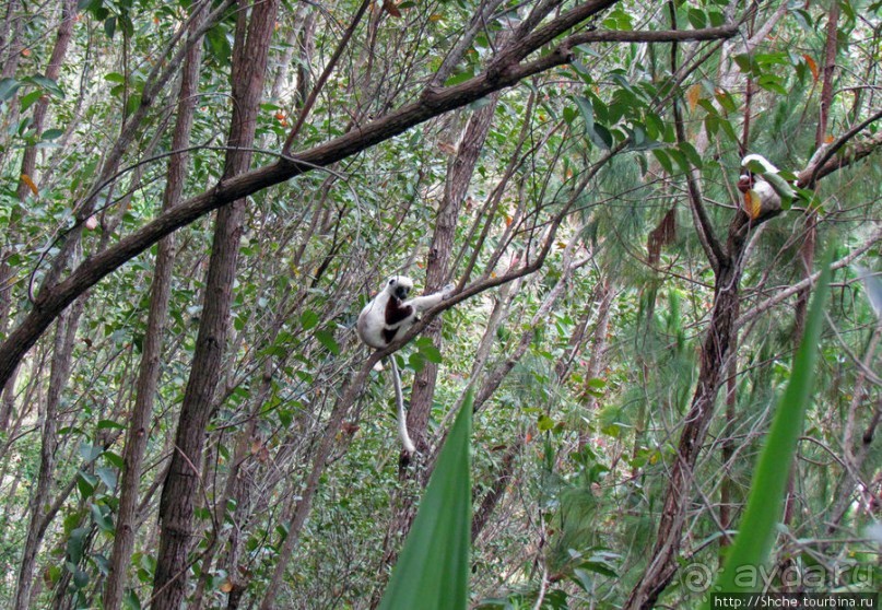 Семейка красавчиков-непосед сифаков в заповеднике Peyrieras