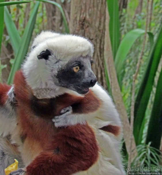 Семейка красавчиков-непосед сифаков в заповеднике Peyrieras