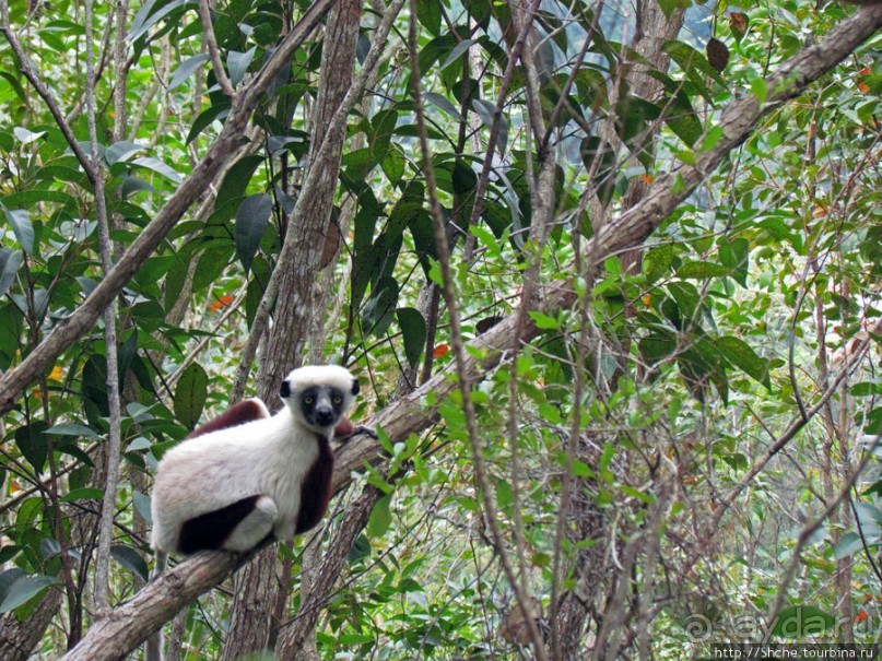 Семейка красавчиков-непосед сифаков в заповеднике Peyrieras