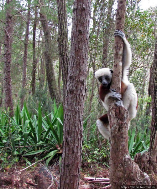 Семейка красавчиков-непосед сифаков в заповеднике Peyrieras