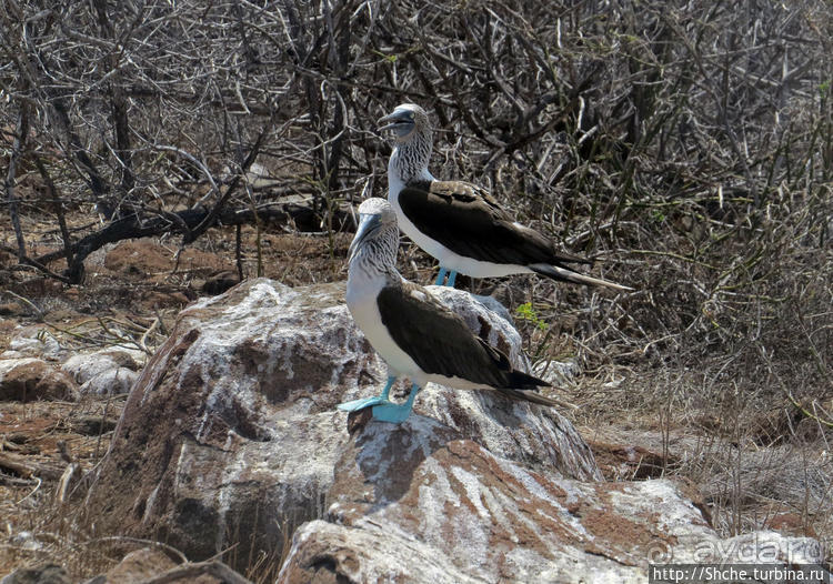 Галапагосы. Жизнь на Северном Сеймуре