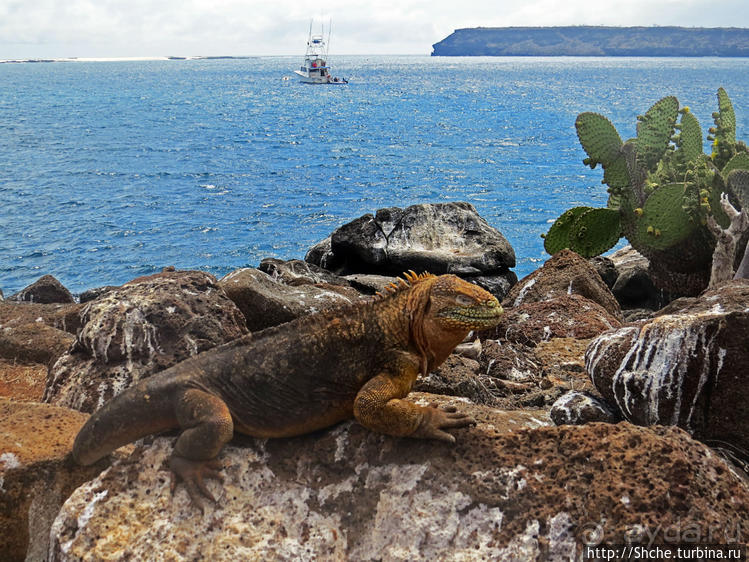 Галапагосы. Жизнь на Северном Сеймуре