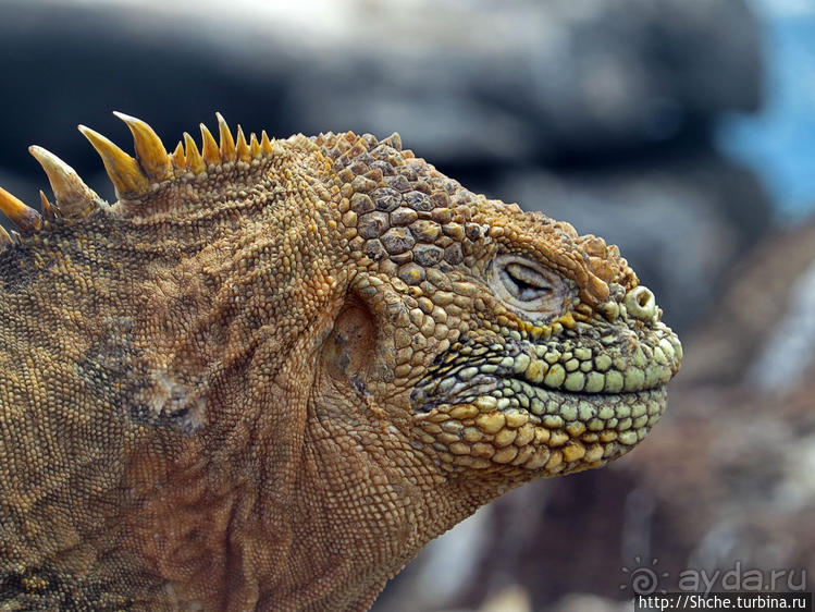 Галапагосы. Жизнь на Северном Сеймуре