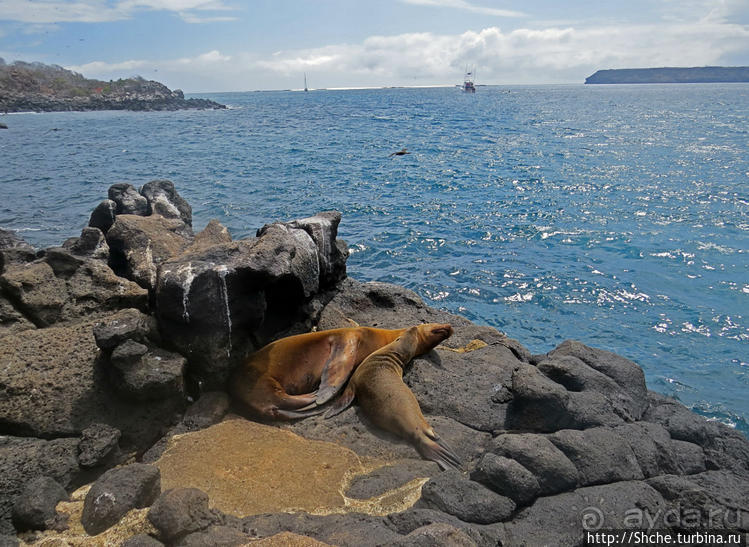 Галапагосы. Жизнь на Северном Сеймуре