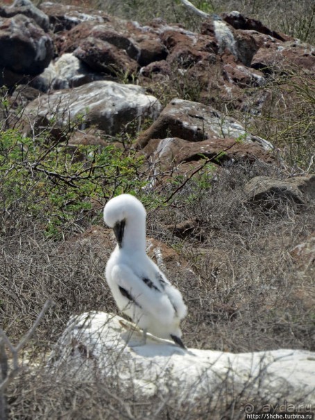Галапагосы. Жизнь на Северном Сеймуре
