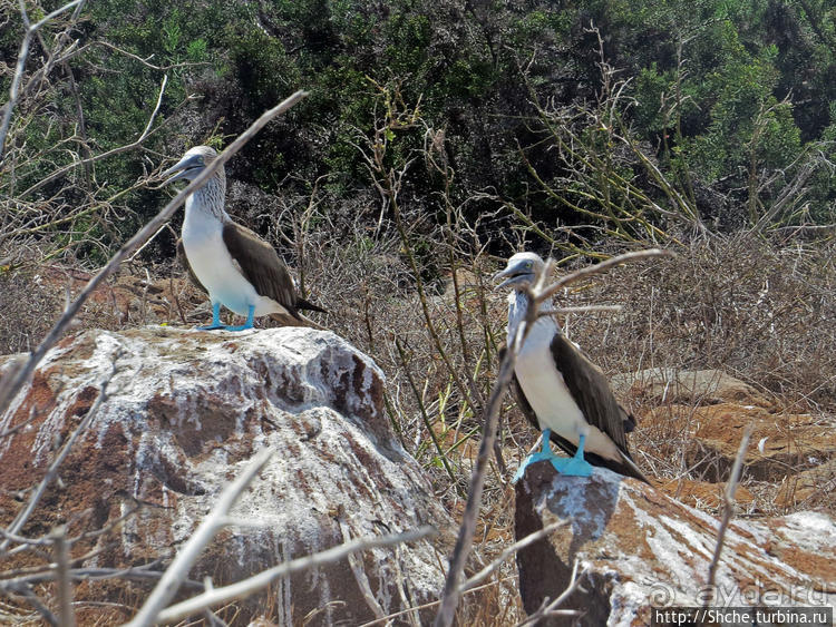 Галапагосы. Жизнь на Северном Сеймуре
