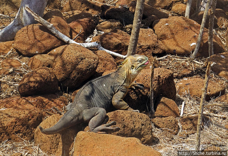 Галапагосы. Жизнь на Северном Сеймуре