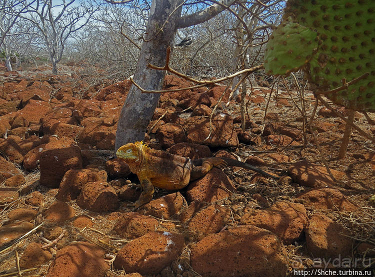 Галапагосы. Жизнь на Северном Сеймуре