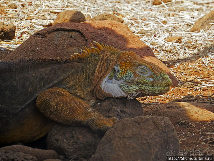 Галапагосы. Жизнь на Северном Сеймуре