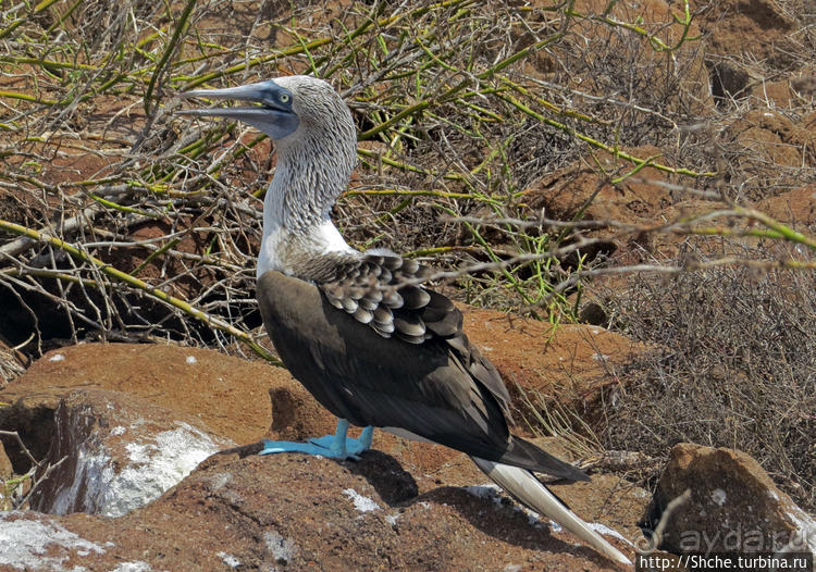 Галапагосы. Жизнь на Северном Сеймуре