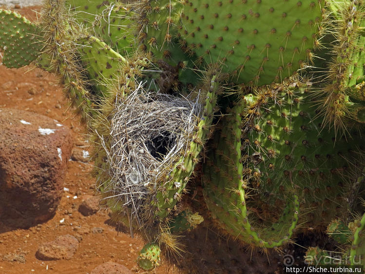 Галапагосы. Жизнь на Северном Сеймуре