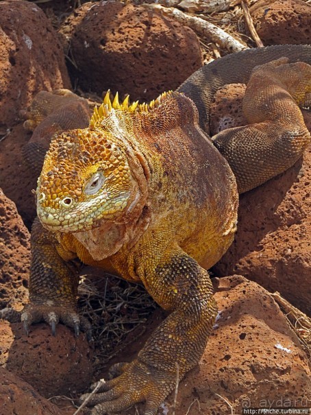 Галапагосы. Жизнь на Северном Сеймуре