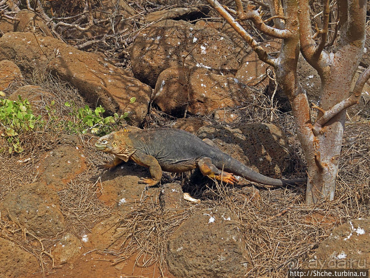 Галапагосы. Жизнь на Северном Сеймуре