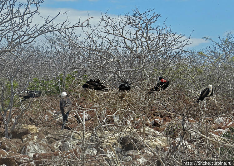 Галапагосы. Жизнь на Северном Сеймуре