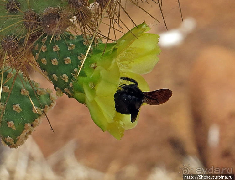 Галапагосы. Жизнь на Северном Сеймуре