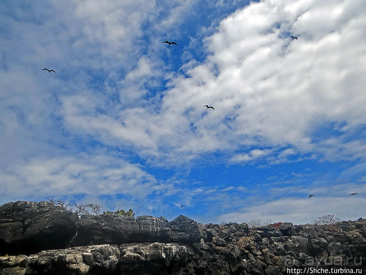 Галапагосы. Жизнь на Северном Сеймуре