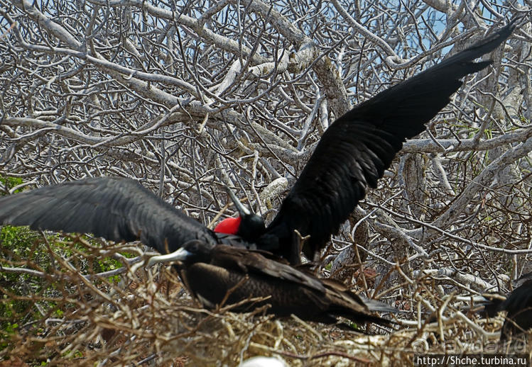 Галапагосы. Жизнь на Северном Сеймуре