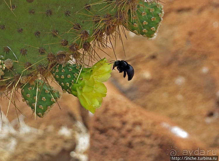 Галапагосы. Жизнь на Северном Сеймуре