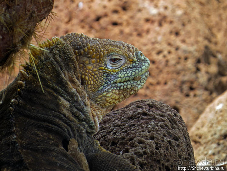 Галапагосы. Жизнь на Северном Сеймуре